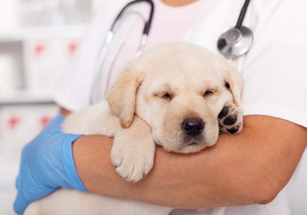 Wie eine Kleintierpraxis Notdienst Ihrem Haustier in akuten Situationen helfen kann